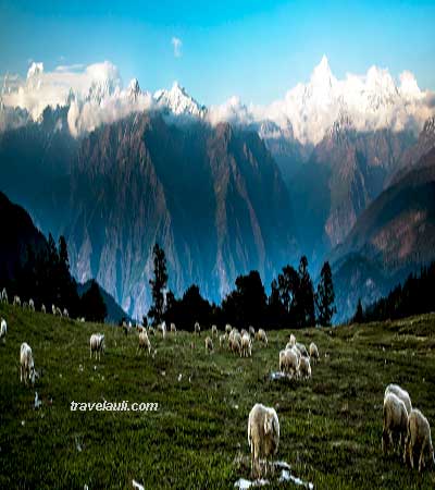 travel-auli-from-gurson-peaks-and-sheep