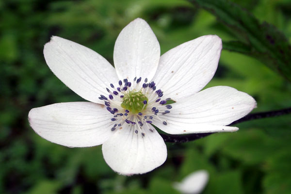 valley-of-flowers-flower-h