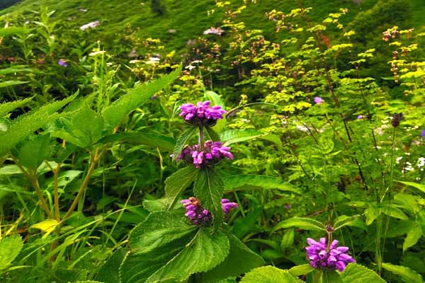 valley-of-flowers-on-1st-ju