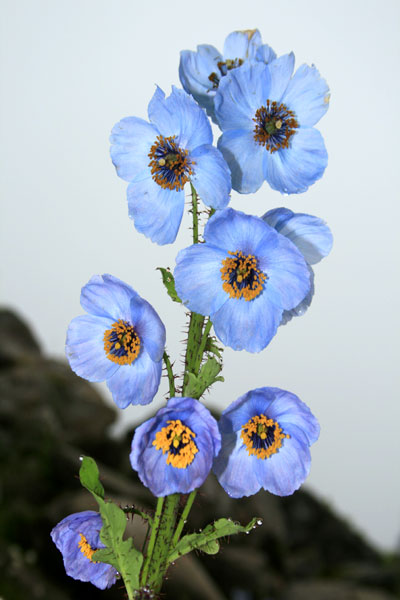 blue-poppy