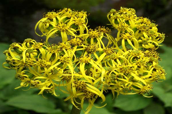 valley-of-flowers-flower-a