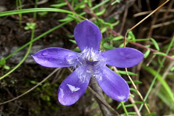 valley-of-flowers-flower-d