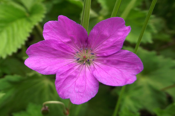 valley-of-flowers-flower-e