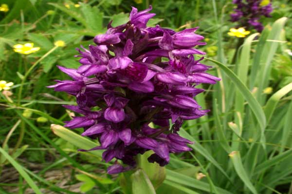 valley-of-flowers-flower-f