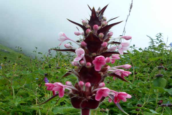 valley-of-flowers-flower-i