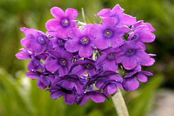 valley-of-flowers-flower-j