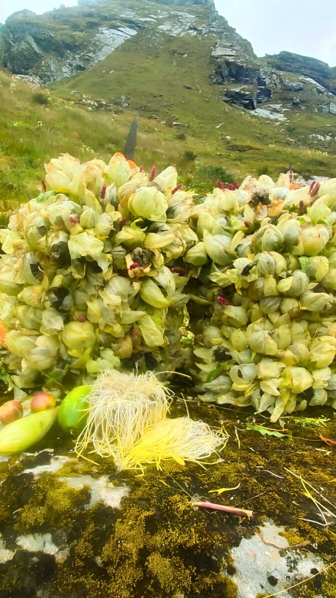 brahmakamal flowers collected by phularis for nandasthami