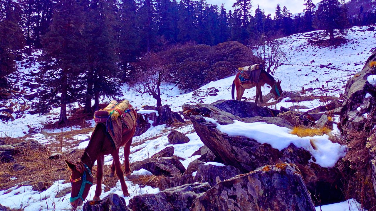 horse grazing while on kuari pass winter trek