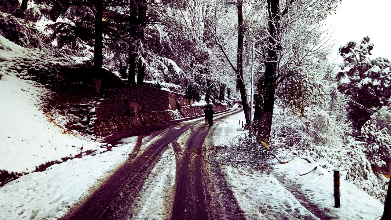 fresh snowfall and the oaks lin white at joshimath during winters