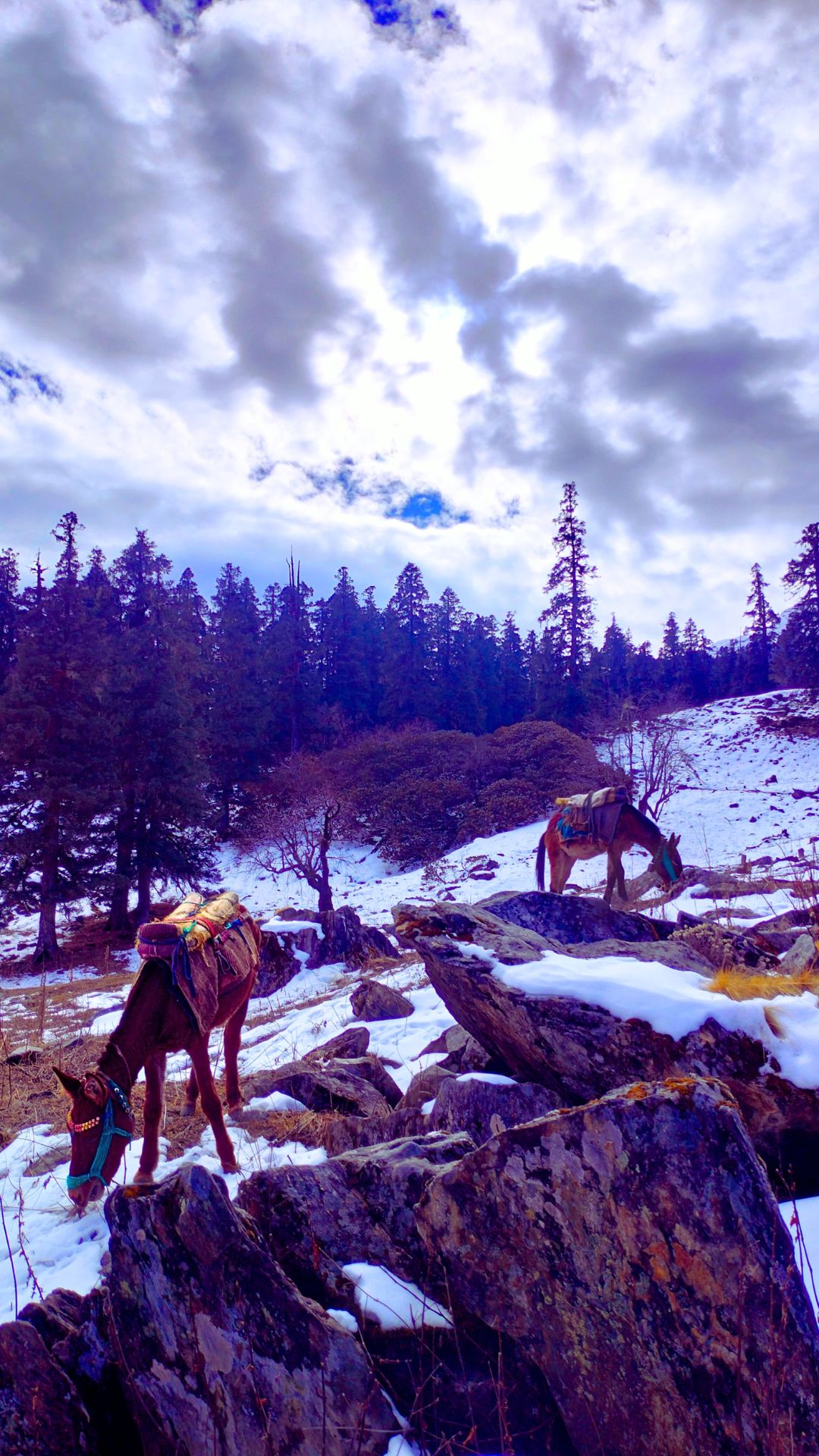 mules grazing while on Kuari pass winter snow trek