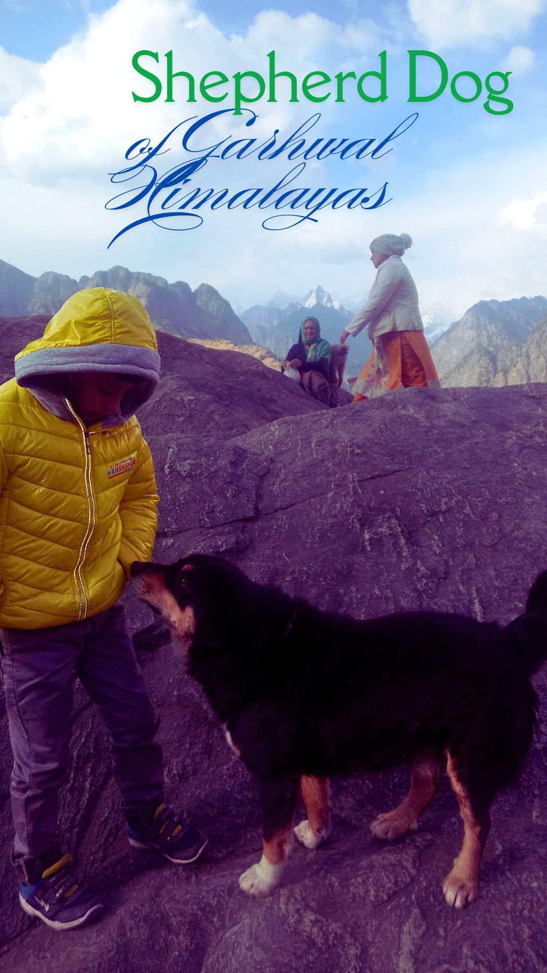 Shepherd Dog of Himalayas